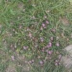 Trifolium resupinatum Costuma