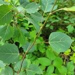 Populus grandidentata Folha