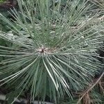 Pinus canariensis List