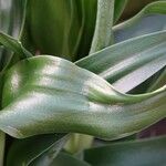 Ornithogalum dubium Fuelha