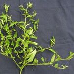 Ludwigia erecta その他の提案