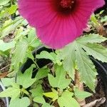 Hibiscus cannabinus Flor