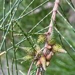 Allocasuarina verticillataVrucht