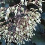 Heuchera micrantha Fruit