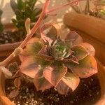 Aeonium decorum 葉