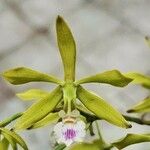 Encyclia ceratistes Flower