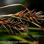 Carex frigida Mbuma