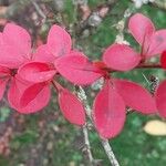 Berberis thunbergii Folla