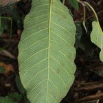 Milicia excelsa Leaf