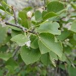 Prunus mahaleb Leaf