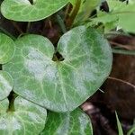 Asarum europaeum Lapas