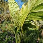 Colocasia esculenta عادت داشتن