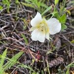 Calochortus apiculatusᱵᱟᱦᱟ