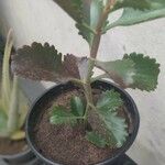 Kalanchoe longiflora Flower