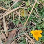 Crocus flavus 葉