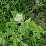 Hibiscus flavifolius برگ