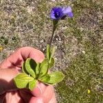 Veronica bellidioides Fula