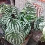 Peperomia argyreia Лист