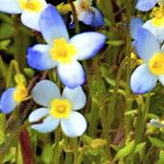 Houstonia caerulea Flower