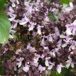 Ocimum kilimandscharicum Blomst