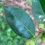Glochidion ferdinandii Leaf
