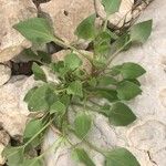 Rumex vesicarius برگ