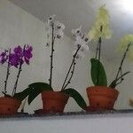 Phalaenopsis × singulifloraFlower