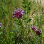 Trifolium willdenovii Habit