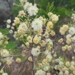 Acacia berlandieri Blomst