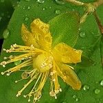 Hypericum androsaemum Кветка