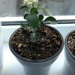 Murraya paniculata Çiçek