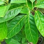 Elaeocarpus serratus Φύλλο