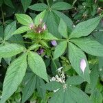 Cleome houtteana Leaf