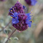 Salvia dorrii Flower