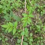 Rubus niveus برگ