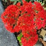 Crassula perfoliata Flor