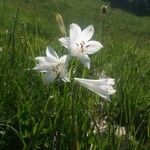 Paradisea liliastrum Flower