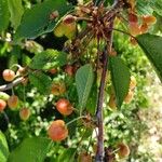 Prunus cerasus Other