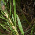 Oenothera filipes পাতা