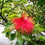 Calliandra tergeminaКветка