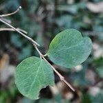 Symphoricarpos albus Blatt