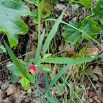 Lathyrus sphaericus Celota