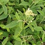 Varronia curassavica ফুল