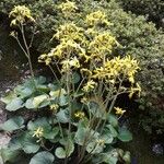 Farfugium japonicum Blüte