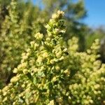 Baccharis pilularis Blomma