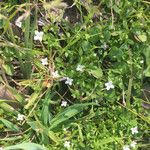 Houstonia micrantha Habitus