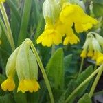 Primula veris Flower