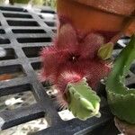 Stapelia hirsuta Kwiat