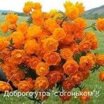 Trollius asiaticus Flower