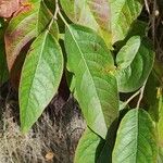 Diospyros virginiana Leaf